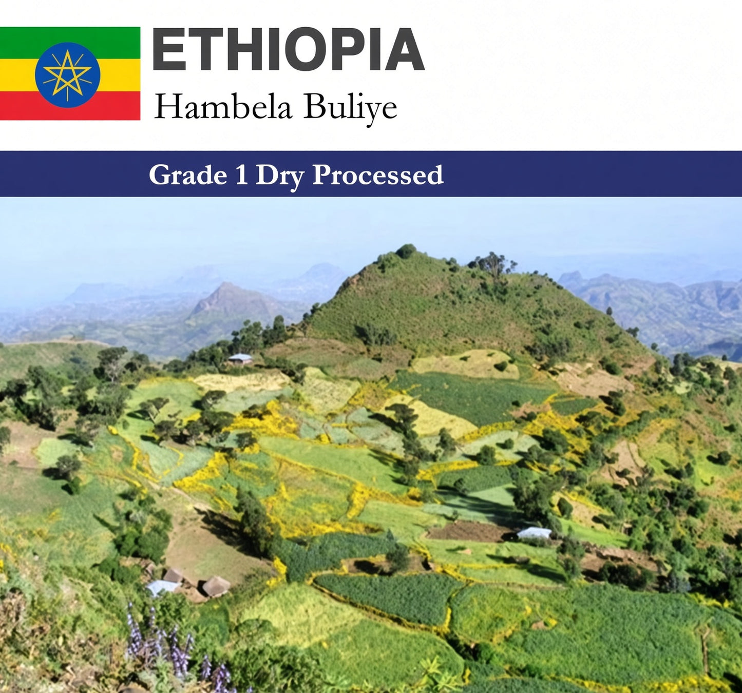 Ethiopia Dry Process Hambela Buliye
