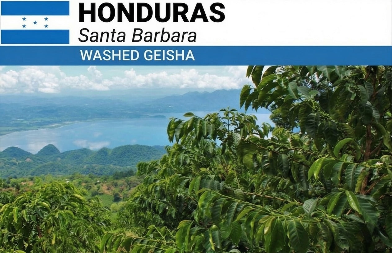 Honduras San Vincente Geisha
