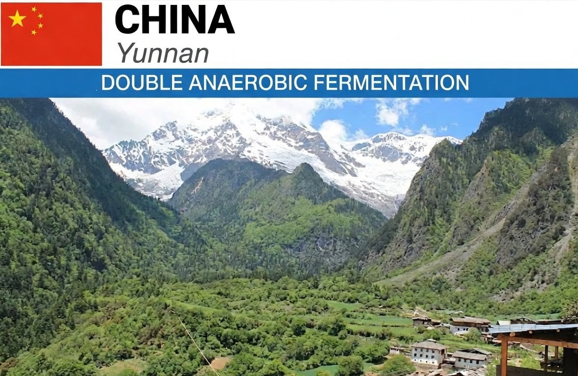 China Yunnan Double Anaerobic Fermentation