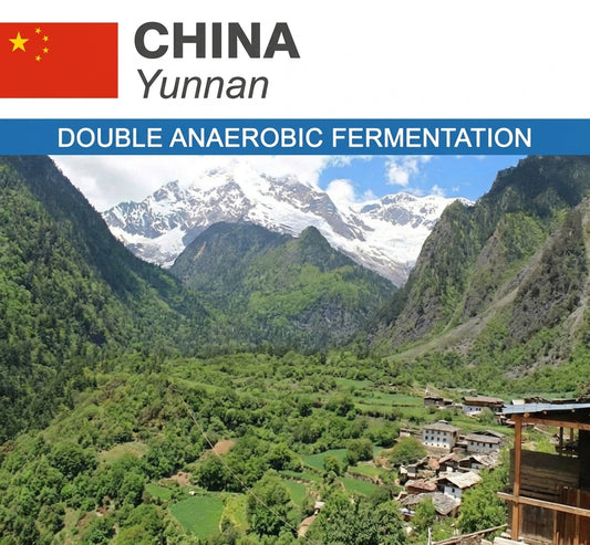 China Yunnan Double Anaerobic Fermentation