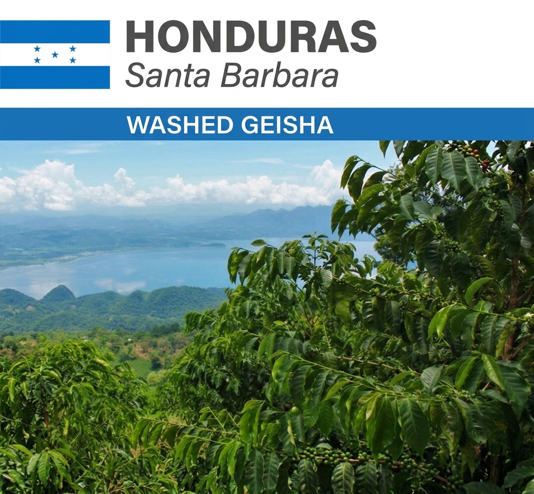 Honduras San Vincente Geisha