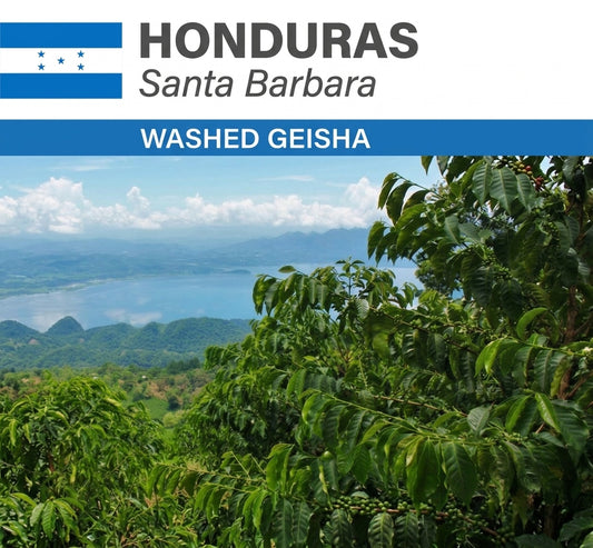 Honduras San Vincente Geisha