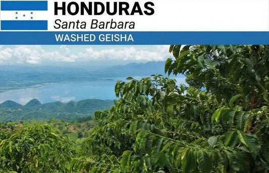 Honduras San Vincente Geisha